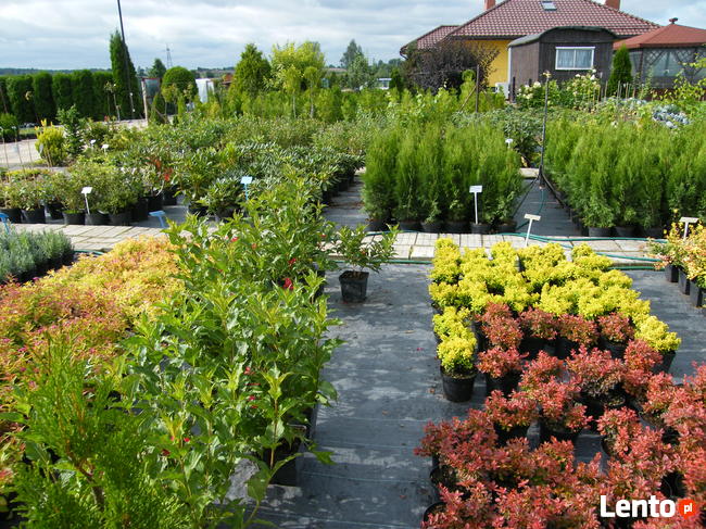 Szkółka Drzewka Krzewy Ozdobne i Owocowe