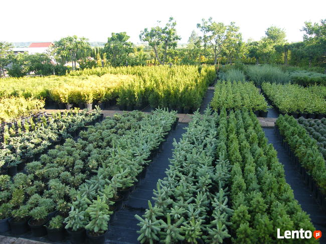 Szkółka Drzewka Krzewy Ozdobne i Owocowe