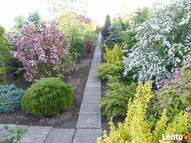 Szkółka Drzewka Krzewy Ozdobne i Owocowe