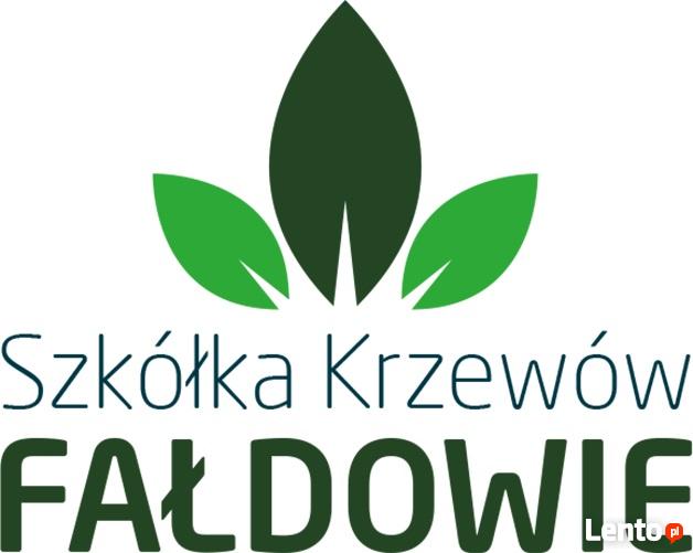 Tuja szmaragd na żywopłot, piękna 140 m-150 cm.Transport.