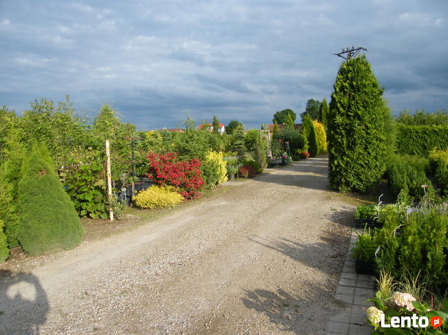 Szkółka Drzewka Krzewy Ozdobne i Owocowe