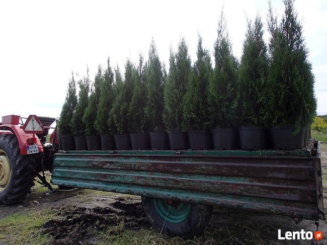 Tuja szmaragd na żywopłot, piękna 140 m-150 cm.Transport.
