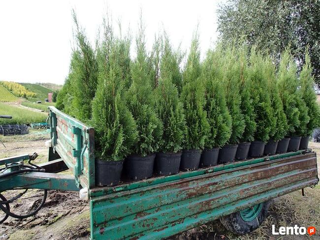 Tuja szmaragd na żywopłot, piękna 140 m-150 cm.Transport.