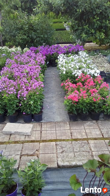 Szkółka Drzewka Krzewy Ozdobne i Owocowe