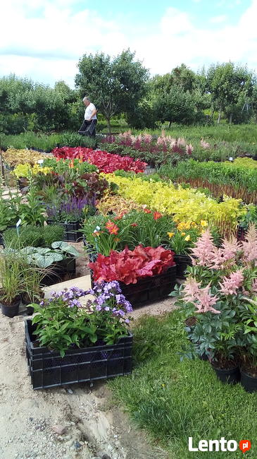 Szkółka Drzewka Krzewy Ozdobne i Owocowe