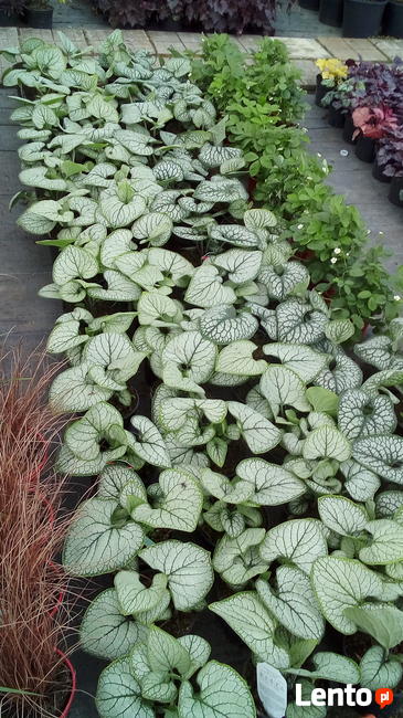 Szkółka Drzewka Krzewy Ozdobne i Owocowe