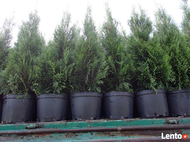 Tuja szmaragd na żywopłot, piękna 140 m-150 cm.Transport.