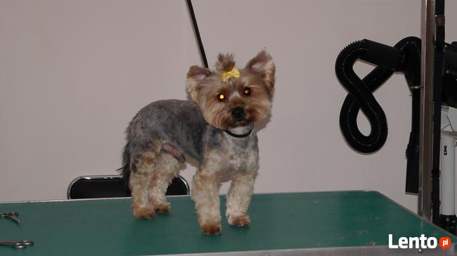 Psycholog dla psów/ Behawiorysta dla psów