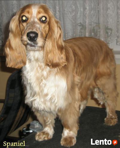 Psycholog dla psów/ Behawiorysta dla psów