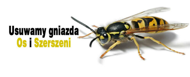 Zwalczanie Kun , Myszy, Szczurów , Prusaków, Pluskwy , Pcheł