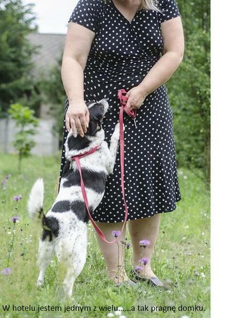 Bajo, wielkości spaniela szuka swojego domu.