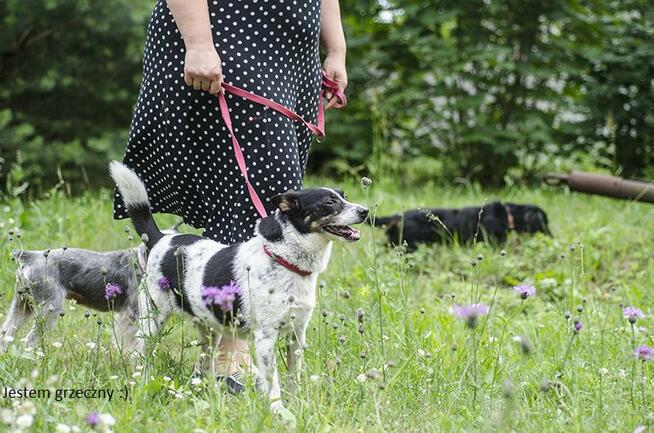 Bajo, wielkości spaniela szuka swojego domu.