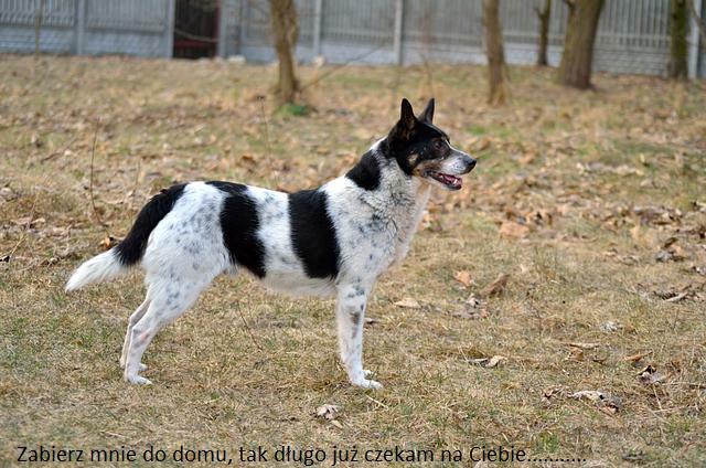 Bajo, wielkości spaniela szuka swojego domu.