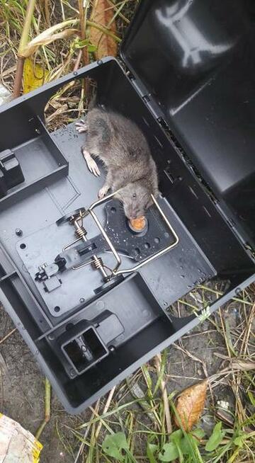 Zwalczania, Usuwania, Tępienia, Odstraszania, Ochrony obiek