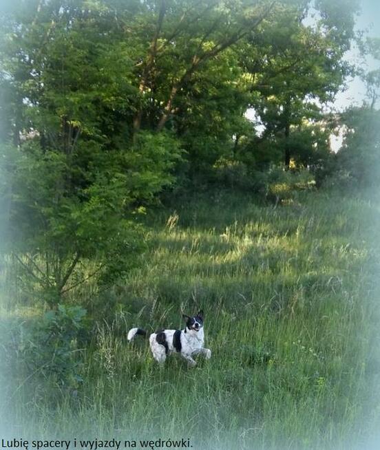 Bajo, wielkości spaniela szuka swojego domu.