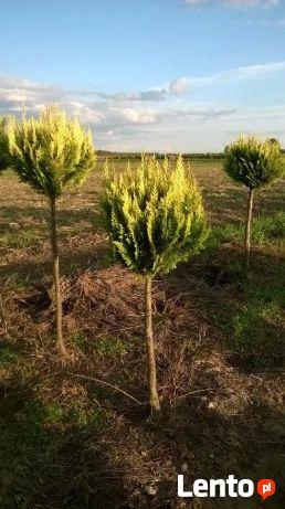 CYPRYS CYPRYSIK Formowany kula 120-160cm. 250 zł PROMOCJA