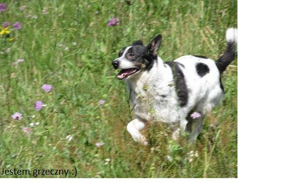 Bajo, wielkości spaniela szuka swojego domu.