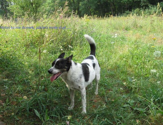 Bajo, wielkości spaniela szuka swojego domu.