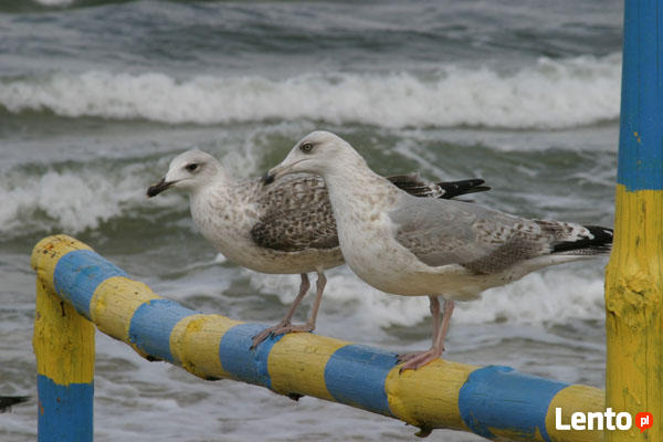 Działka budowlana nad morzem, bezpośrednio od właściciela