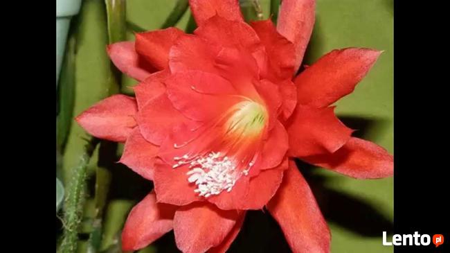 kaktus Epifilum (Epiphyllum),kwitnie na czerwono
