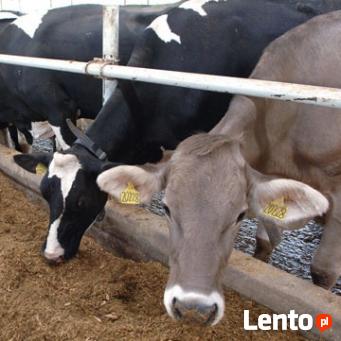 Ukraina.Krowy pierwiastki od 700 zl/szt.Mleko 4% cena 40gr/L