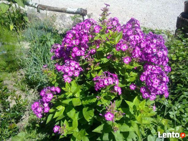 Floks fiol.-biały,Phlox paniculata Famous Purple,wabi motyle