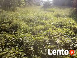 Sprzątanie działek Karczowanie wycinka