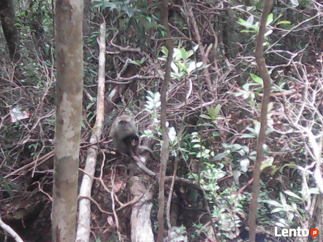 Poszukuję pracy operator KOPARKI kat II, ŁADOWARKI kat II, s