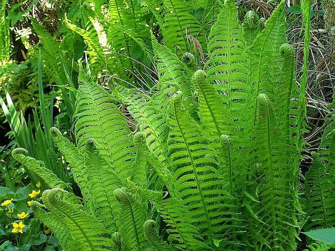 paproć ogrodowa, pióropusznik strusi, , roślina cieniolubna,