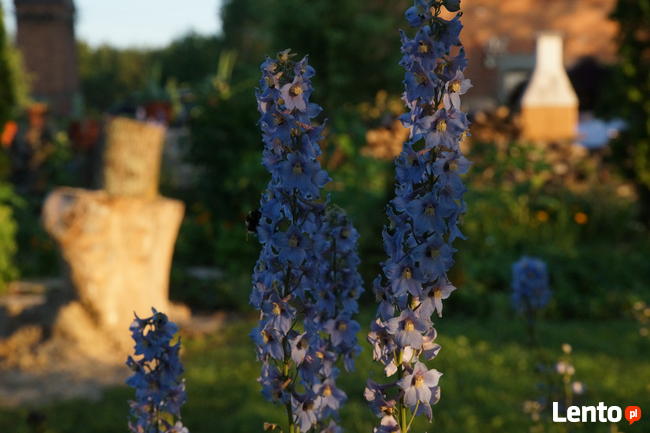 ostróżka trwała, ogrodowa,(Delphinium Excalibur), niebieska