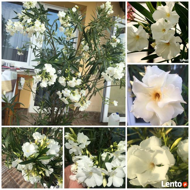 Biały pachnący oleander