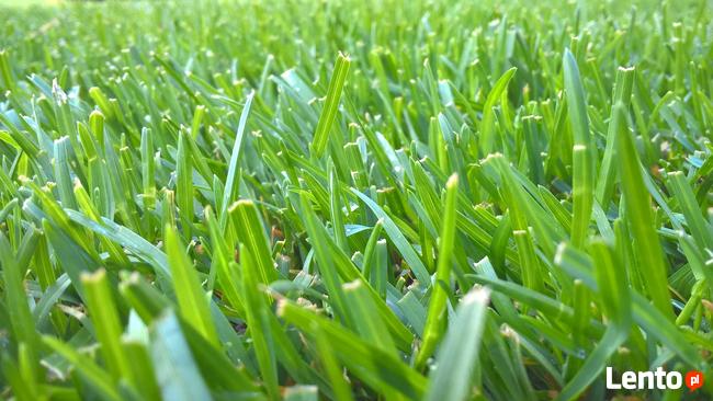 trawniki, pielęgnacja trawnika, aeracja, wertykulacja