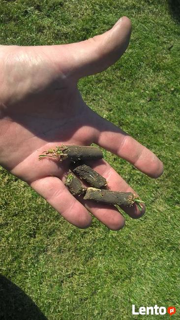 trawniki, pielęgnacja trawnika, aeracja, wertykulacja