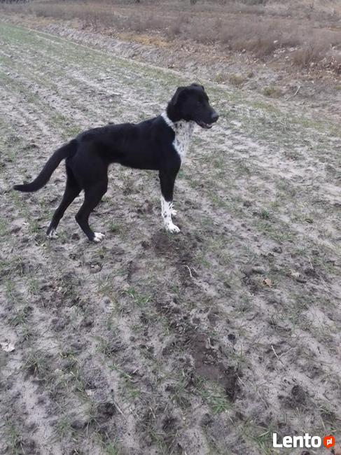 potrzebna karma i wsparcie oraz nowe domy aktualne