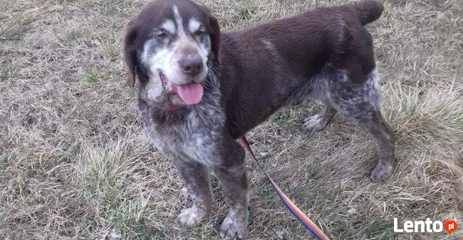 potrzebna karma i wsparcie oraz nowe domy aktualne