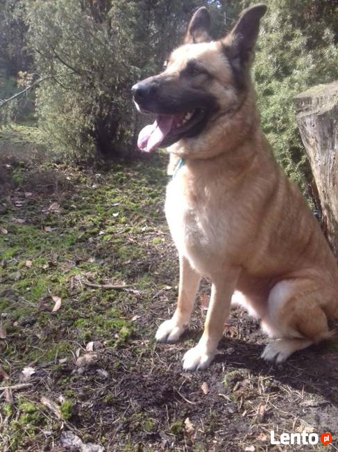 potrzebna karma i wsparcie oraz nowe domy aktualne