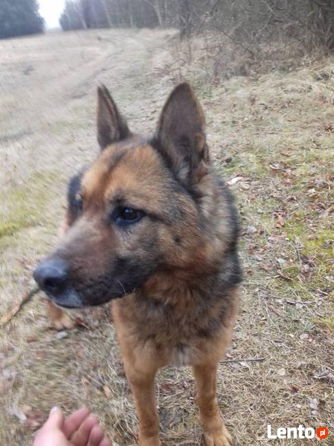 potrzebna karma i wsparcie oraz nowe domy aktualne