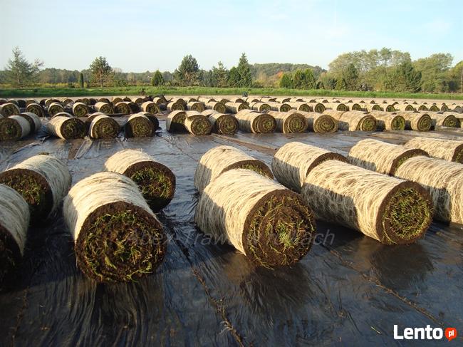 Trawa z rolki, trawa w rolkach Urzut