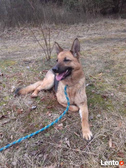 potrzebna karma i wsparcie oraz nowe domy aktualne