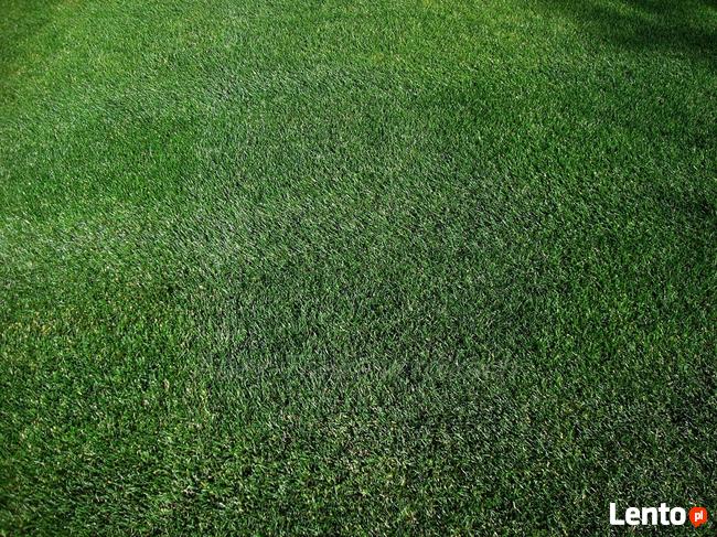 Trawa z rolki, trawa w rolkach Urzut