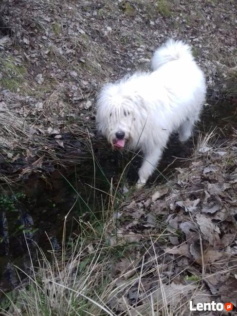 potrzebna karma i wsparcie oraz nowe domy aktualne