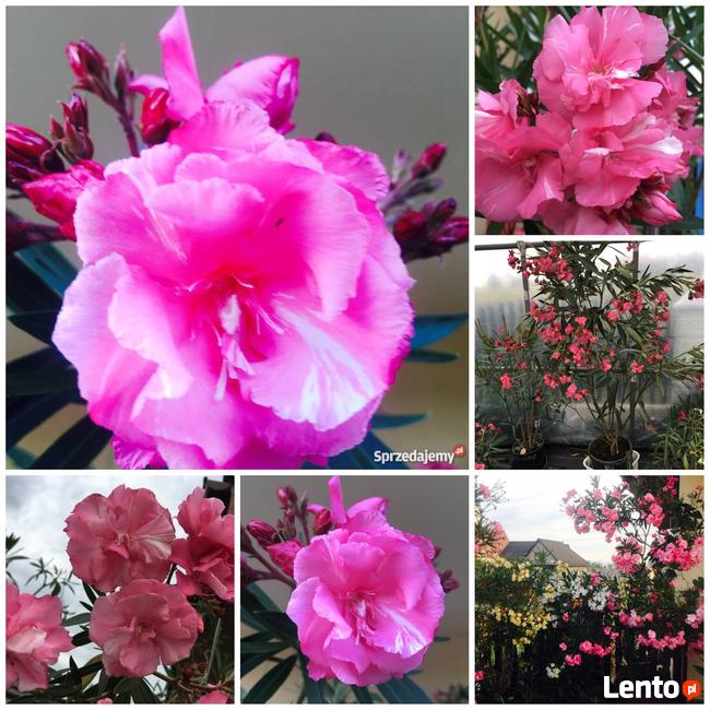 Żółty pachnący oleander