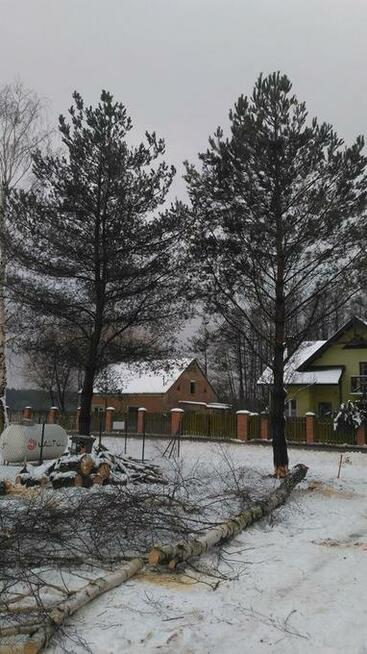 Wycinka i Karczowanie Drzew