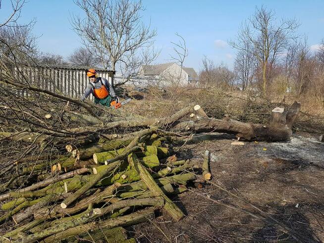 Wycinka i Karczowanie Drzew