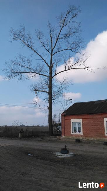 Wycinka i Karczowanie Drzew