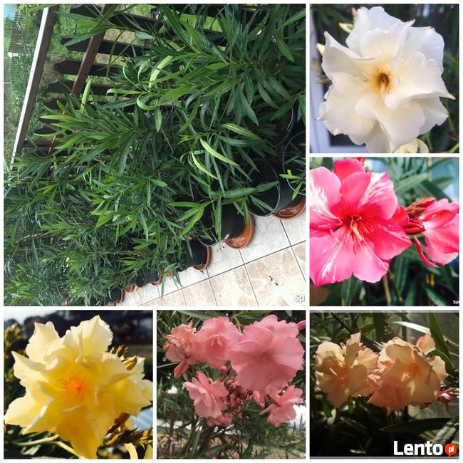 Żółty pachnący oleander