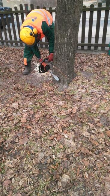 Wycinka i Karczowanie Drzew