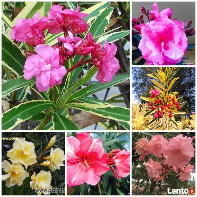 Żółty pachnący oleander