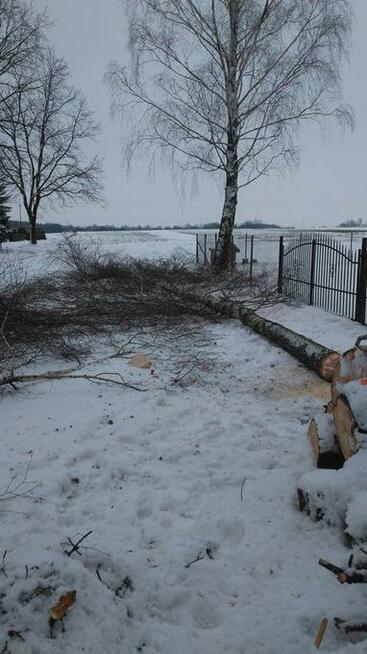 Wycinka i Karczowanie Drzew