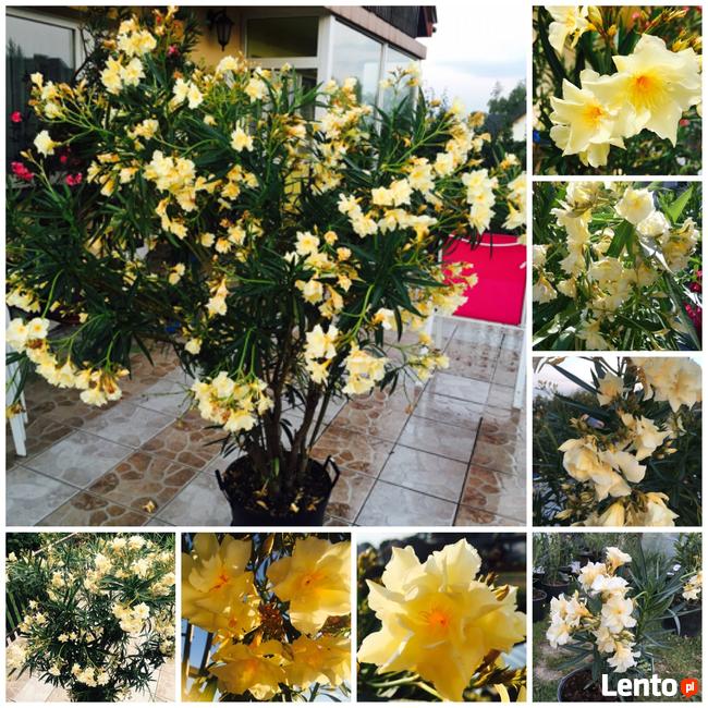 Żółty pachnący oleander